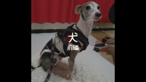 犬