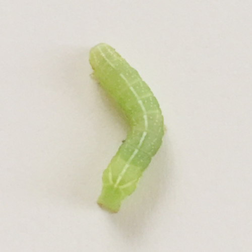 異物除去_イモムシ